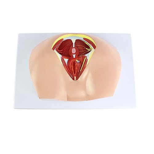 Menschliches Weibliches Perineum-Modell Weibliches Organ-Modell, Das Den Weiblichen Anus Und Die Reproduktive Morphologie Zeigt Medizinisches Lehrmittel von UPIKIT