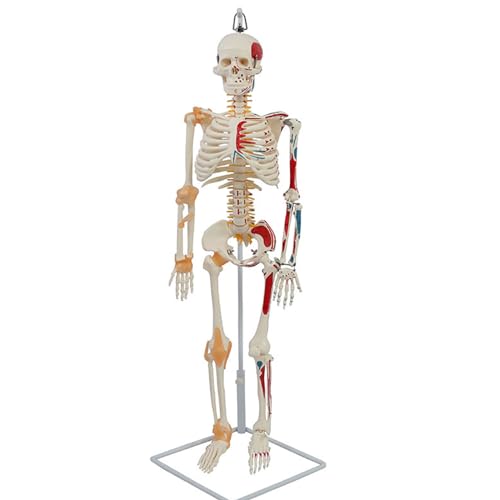 UPIKIT Anatomie Menschliches Skelett Modell 85Cm Größe Mit Gemalten Muskeln Und Bändern Geeignet Für Klassenzimmer Display Und Medizinische Studie UPIKIT Anatomie Menschliches Skelett Modell 85Cm Größe Mit Gemalten Muskeln Und Bändern Geeignet Für Klassenzimmer Display Und Medizinische Studie von UPIKIT