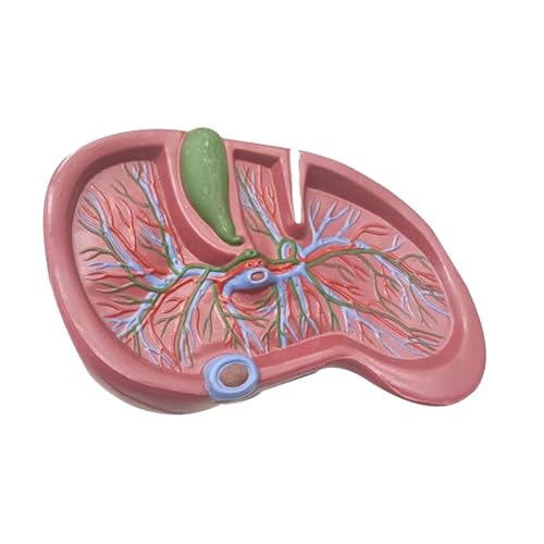 UPIKIT Anatomisches Lebermodell - Anatomisches Modell Eines Organs Anatomisches Leberstrukturmodell - Anatomisches Lebermodell Anatomie-Viszeralmodelle - Für Die Medizinische Ausbildung Hilfe von UPIKIT