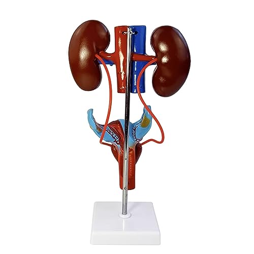 UPIKIT Life Size Female Urinary System Model Niere Arterie Und Vene Blase Und Gebärmutter Anatomie Medical Teaching Tool von UPIKIT