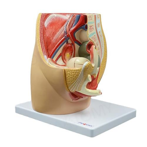 UPIKIT Menschliches Weibliches Becken Reproduktive Anatomie Modell Lebensgröße Median Sagittalschnitt Weibliche Vagina Struktur Modell Medizinisches Zubehör von UPIKIT