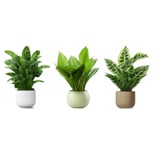 UPKOCH 1 Satz Wandtattoo Topfpflanze Vinyl-naturtapete Wandtattoo Bonsai-topfpflanzen Wandaufkleber Mit Grünen Pflanzen Im Topf Wandgemälde Mit Pvc Tropische Pflanzen Anlage UPKOCH 1 Satz Wandtattoo Topfpflanze Vinyl-naturtapete Wandtattoo Bonsai-topfpflanzen Wandaufkleber Mit Grünen Pflanzen Im Topf Wandgemälde Mit Pvc Tropische Pflanzen Anlage von UPKOCH