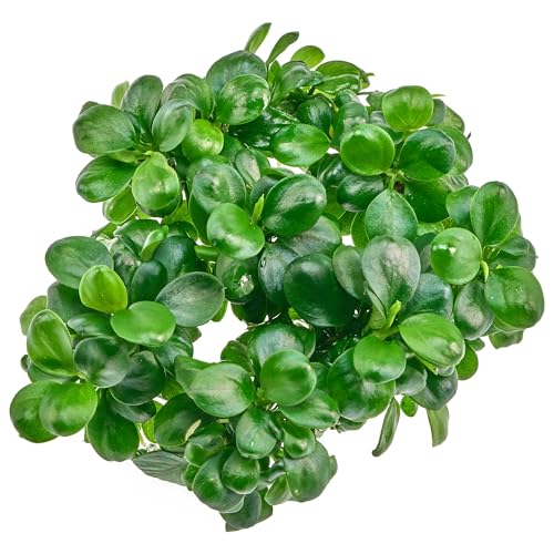 Anubias barteri var. nana 'Mini Coin' - in vitro XL - 8,5cm Bechergröße - in vitro Aufsitzerpflanzen für Aquarien von USCAPE