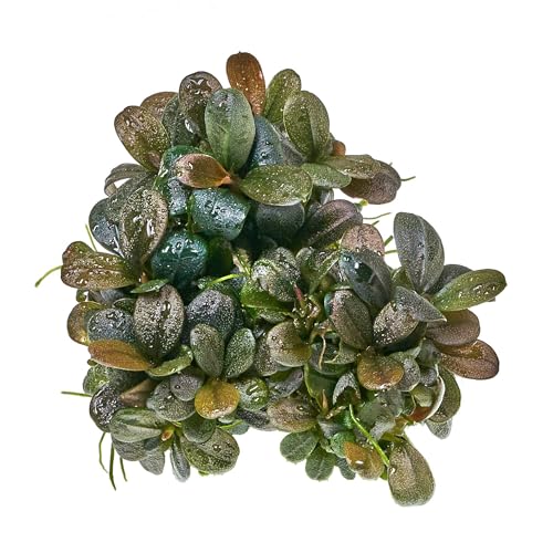 Bucephalandra sp. 'Brownie Jade' - in vitro - 5,5cm Bechergröße - in vitro Aufsitzerpflanzen für Aquarien von USCAPE