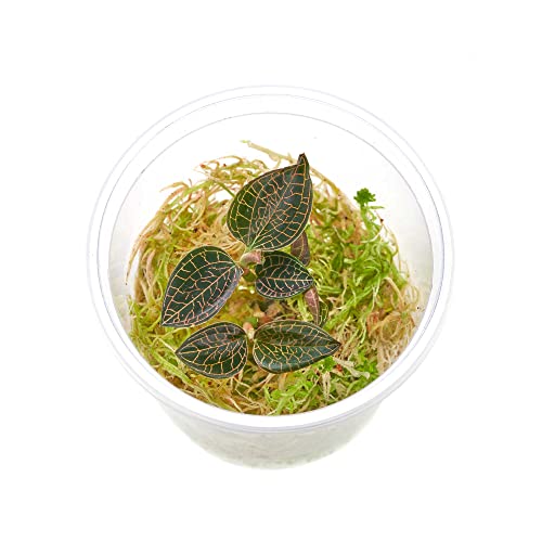 Juwelorchidee - Macodes Anoectochilus roxburghii "Firebird" - Zimmerpflanze - Terrariumpflanze - Pflanze für Flaschengarten - Becher Ø 5,5cm - 1 Pflanze in Torfmoos von USCAPE
