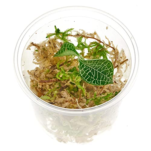 Juwelorchidee - Macodes Anoectochilus roxburghii "Silver Mine" - Zimmerpflanze - Terrariumpflanze - Pflanze für Flaschengarten - Becher Ø 5,5cm - 1 Pflanze in Torfmoos von USCAPE