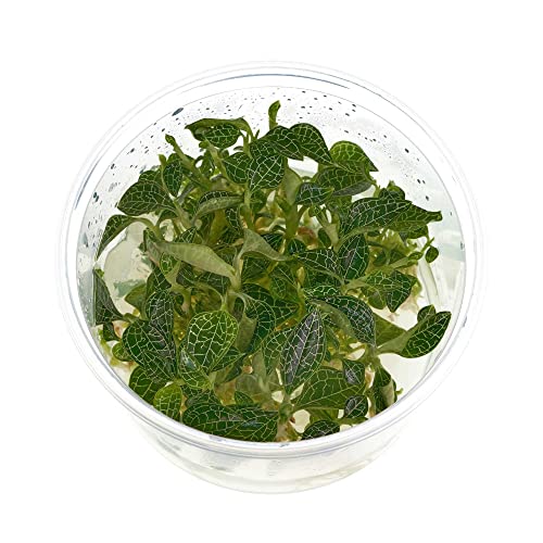 Juwelorchidee - Macodes Anoectochilus roxburghii "Silver Mine" - Zimmerpflanze - Terrariumpflanze - Pflanze für Flaschengarten - In Vitro Becher ohne Schädlinge - in Vitro XL Ø 8,5cm - 7 Pflanzen von USCAPE
