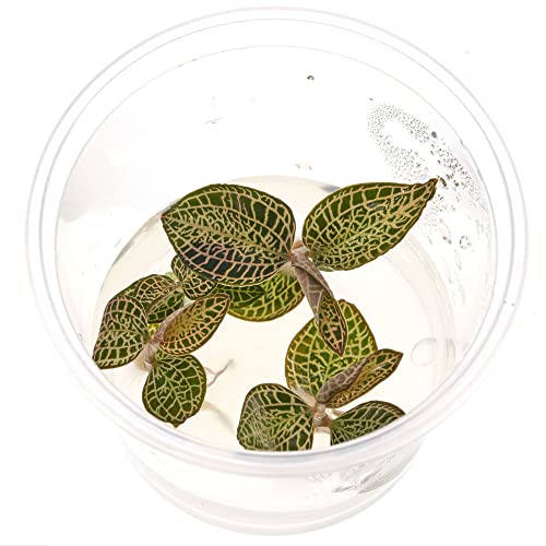 Juwelorchidee - Macodes Anoectochilus roxburghii "Skeleton" - Zimmerpflanze - Terrariumpflanze - Pflanze für Flaschengarten - In Vitro Becher ohne Schädlinge - in Vitro Becher Ø 5,5cm - 2 Pflanzen von USCAPE