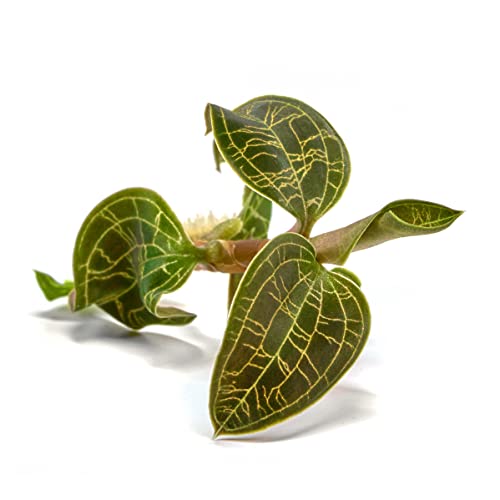 Macodes Petola - Juwelorchidee - Becher 5,5cm - 1 Pflanze in Torfmoos von USCAPE