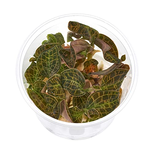 Macodes Petola Juwelorchidee - In Vitro MEGA-Becher - 7 Pflanzen von USCAPE