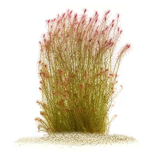 Mayaca sp. 'Santarem Red' - Santarém Mooskraut in vitro XL - 8,5cm Bechergröße - Hintergrund Wasserpflanzen für Aquarien von USCAPE
