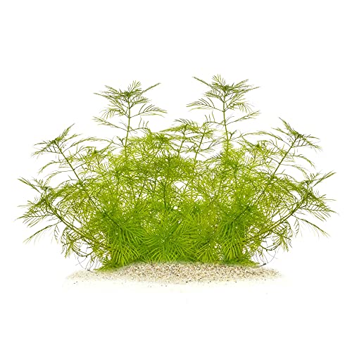 Myriophyllum mattogrossense - Tausendblatt in vitro XL - 8,5cm Bechergröße - Hintergrund Wasserpflanzen für Aquarien von USCAPE
