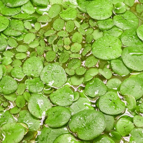 Teichpflanzen Set: Schwimmpflanzen für deinen Gartenteich | Limnobium laevigatum & Salvinia auriculata (XXL - 6x in Vitro XL 8,5cm - Teiche ab 5000 Liter) von USCAPE