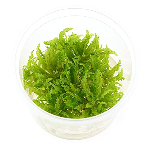 USCAPE Pogostemon helferi - Kleiner Wasserstern in vitro 5,5cm Bechergröße - in vitro Wasserpflanzen für Aquarien von USCAPE