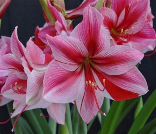 amaryllis-amaryllis -amaryllis zwiebeln in wachs-zwiebel-maryllis pflanze-winterharte Stauden-Hausgartendekoration von UUUM