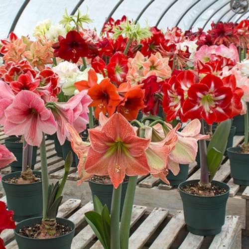 amaryllis-winterharte Stauden-Hausgartendekoration-amaryllis -amaryllis zwiebeln in wachs-zwiebel-maryllis pflanze von UUUM