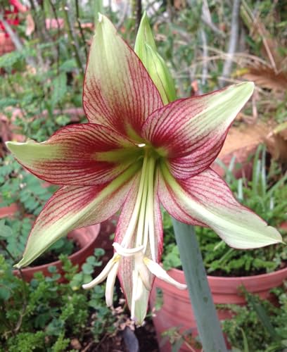 amaryllis-winterharte Stauden-Hausgartendekoration-amaryllis -amaryllis zwiebeln in wachs-zwiebel-maryllis pflanze von UUUM