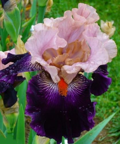iris zwiebeln ，schwertlilien winterhart staudenmix，iris pflanzen winterhart，schwertlilien， schwertlilien winterhart staude von UUUM