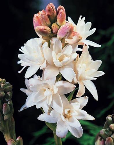 tuberose zwiebel –Extrem kältetolerant –Leuchtende Farben –Pflanzen von UUUM