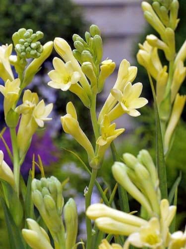 tuberose zwiebel–Pflanzen –Extrem kältetolerant –Leuchtende Farben von UUUM