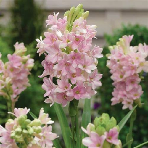 tuberose zwiebel –Pflanzen –Extrem kältetolerant –Leuchtende Farben von UUUM