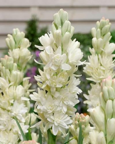 tuberose zwiebel –Pflanzen –Extrem kältetolerant –Leuchtende Farben von UUUM