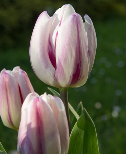 tulpen zwiebeln、tulpen zwiebeln mehrjährig、tulpenzwiebeln weiss 、 tulpenzwiebeln rot 、 tulpenzwiebeln mehrjährig von UUUM