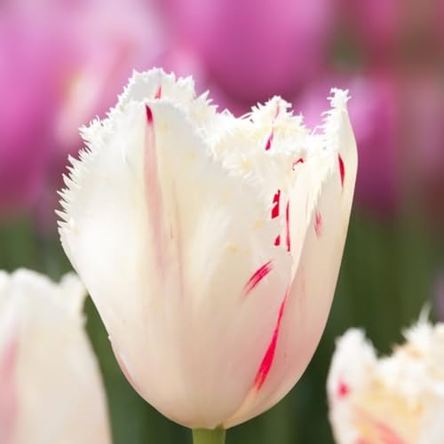 tulpen zwiebeln、tulpen zwiebeln mehrjährig、tulpenzwiebeln weiss 、 tulpenzwiebeln rot 、 tulpenzwiebeln mehrjährig von UUUM