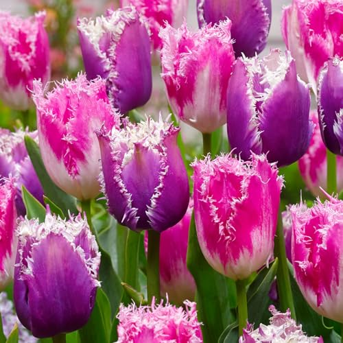 tulpen zwiebeln、 tulpenzwiebeln rot 、 tulpenzwiebeln mehrjährig 、tulpen zwiebeln mehrjährig、tulpenzwiebeln weiss von UUUM