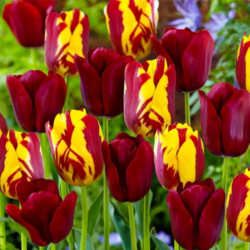 tulpen zwiebeln、 tulpenzwiebeln rot 、 tulpenzwiebeln mehrjährig 、tulpen zwiebeln mehrjährig、tulpenzwiebeln weiss von UUUM