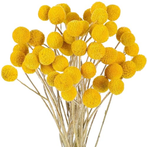UWYRKSW Getrocknete BillyBalls Getrocknete Craspedia-Blumen Künstliche Seidenblumen Getrocknete Blumen von UWYRKSW