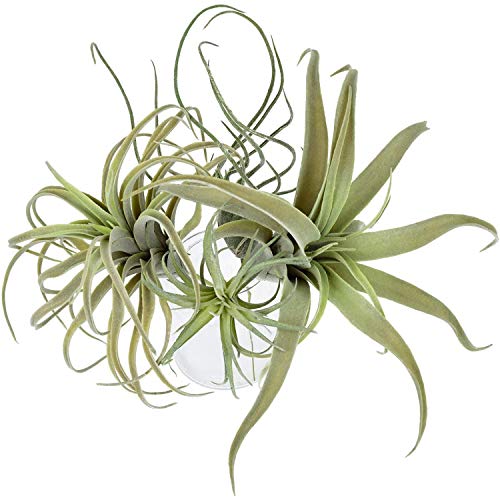 Uikdjgu 4Pack KüNstliche Ananas Gras Luft Pflanzen GefäLschte Blumen Faux Flocking Tillandsia Bromelien Hausgarten von Uikdjgu