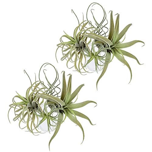Uikdjgu 8Pack KüNstliche Ananas Gras Luft Pflanzen GefäLschte Blumen Faux Flocking Tillandsia Bromelien Hausgarten von Uikdjgu