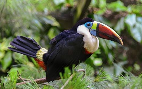Diy Farbe Nach Zahlen Kits Für Erwachsene Bunte Tukan Vögel Tiere Paintworks Paint Nach Zahlen Kits Auf Leinwand von Uiujiij