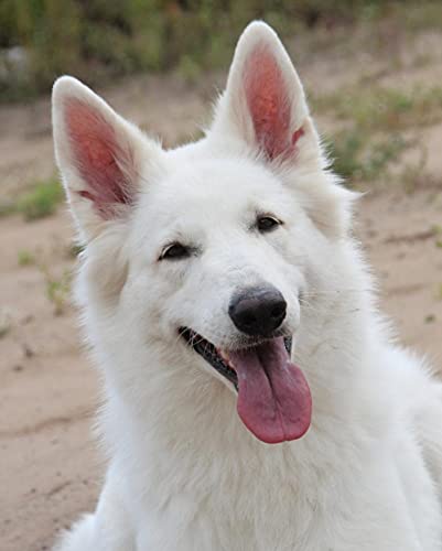 Diy Malerei Für Erwachsene Berger Blanc Suisse Weißer Deutscher Schäferhund Süßer Hund Malen Nach Zahlen Kit Auf Leinwand Für Anfänger 40*50Cm von Uiujiij