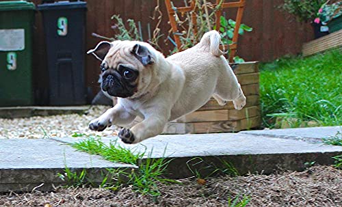 Diy Malerei Für Erwachsene Süße Mops Haustier Hund Tier Malen Nach Zahlen Kit Auf Leinwand Für Anfänger 40*50Cm von Uiujiij