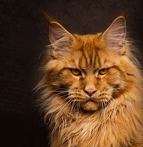 Diy Ölgemälde Malen Nach Zahlen Kits Niedliche Maine Coon Katze Tier Acryl Malerei Kit Für Erwachsene Anfänger 40 * 50Cm von Uiujiij