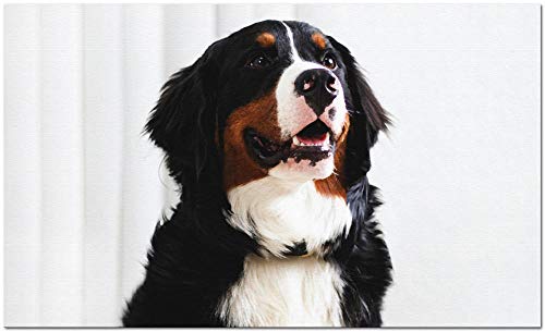 Malen Nach Zahlen Malen Für Erwachsene Schwarz-Weiß-Berner Sennenhund Haustier Hund Tier Leinwand Art Kit Diy Ölgemälde Für Anfänger von Uiujiij