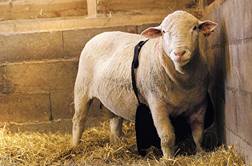 Ukal Bockschürze, Anti-Deckschürze für Schafböcke 30x60cm, Kurze Ausführung, verhindert das ungewollte Decken von Schafen von Kerbl