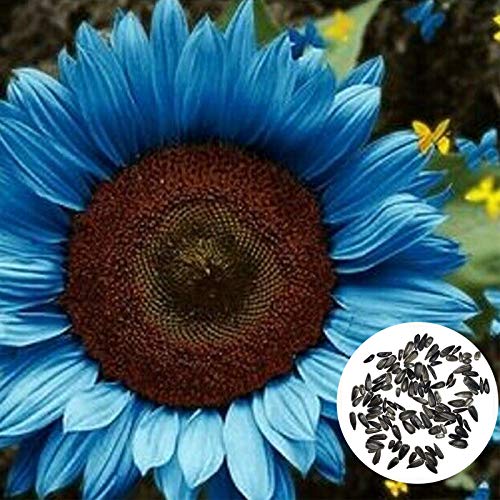 50Pcs/Bag Sonnenblumenkerne Pflanze im Frühling Sonnenschein bevorzugen blaue Blume umweltfreundliche Sonnenblumenkerne für Balkon - Sonnenblumenkerne von Ukallaite