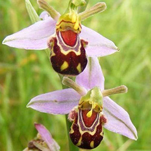 Blumensamen 100Pcs/Bag Bee Orchidee Samen seltene lebendige Lächeln Gesicht duftende schöne Blumenkerne für Zuhause - Bee Orchidee Blumensamen von Ukallaite