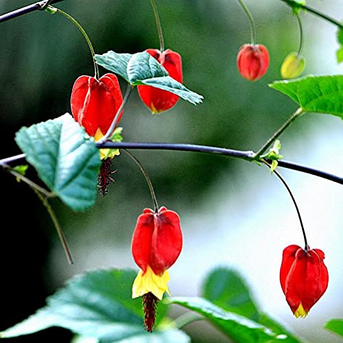 Blumensamen Pflanzensamen 25Pcs/Bag Blutungen Herz Blume Samen Herz Form Blatt Sonnenschein benötigt nicht GVO Garten blutende Herz - Abutilon Megapotamicum Samen von Ukallaite