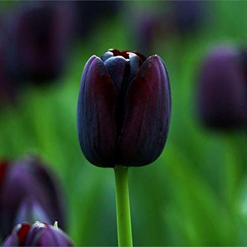 Blumensamen Pflanzensamen 50Pcs/Tasche Tulpe Samen umweltfreundlich gute Wasseraufnahme Mini bunte Topf Tulpensamen für Haushalt - schwarze Tulpensamen von Ukallaite