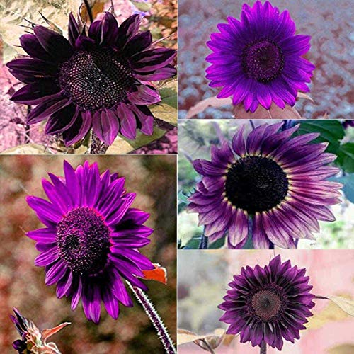 Blumensamen Pflanzensamen 50Pcs Sonnenblumensamen lila mehrjährige blühende Pflanzen Blumentöpfe Garten - Sonnenblumensamen von Ukallaite