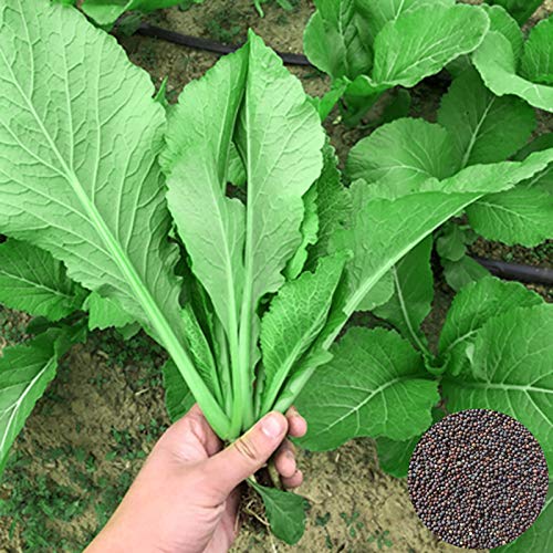 Gemüsesamen1 Tasche Pakchoi Samen frisch guten Geschmack Samen nahrhaftes Gemüse - Pak Choi Samen von Ukallaite