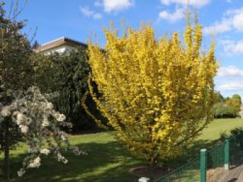 Goldulme 'Wredei', 60-80 cm, Ulmus x hollandica 'Wredei', Containerware von Ulmus x hollandica 'Wredei'