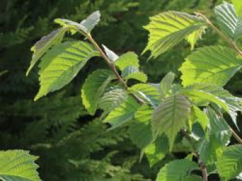 Bergulme, 30-40 cm, Ulmus glabra, Weichwandcontainer von Ulmus glabra