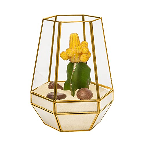 Ultra 18x18x23cm Gold Clear Glass Terrarium Planters Geometrische Form Für die Verlauten Einzigartiges Zentrum oder Windowsills für Luftanlagen Fern Moss Succulents Indoor Garden von UltraByEasyPeasyStore