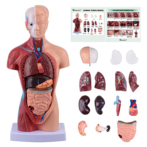 Human Torso Anatomie Modell – 15 Stück Abnehmbare Menschliches Körpermodell (28 cm) mit Herz, Schädel, Gehirn, Rumpf, Ideal für Medizinstudenten, Lehrer sowie für die Kinderwissenschaft Human Torso Anatomie Modell – 15 Stück Abnehmbare Menschliches Körpermodell (28 cm) mit Herz, Schädel, Gehirn, Rumpf, Ideal für Medizinstudenten, Lehrer sowie für die Kinderwissenschaft von Ultrassist