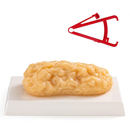 Ultrassist Menschliches Körperfettmodell, 1lb Fett Replik, anatomisches Modell für Ernährungswissenschaftler und Medizinstudent, authentische Demonstration für Fitnessraum von Ultrassist